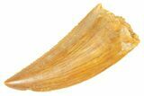 Serrated Raptor Tooth - Real Dinosaur Tooth #364732-1